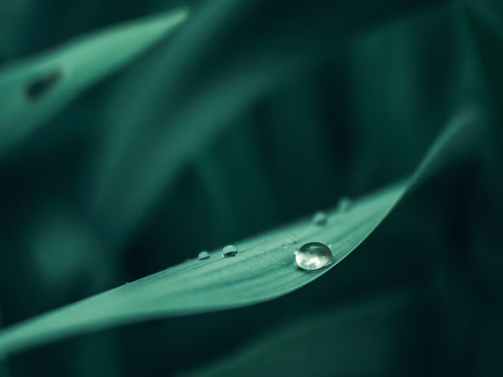 Wealth Management, Corporate Finance, Accounting & Business Advisory, SMSF as well as ESG Advisory services